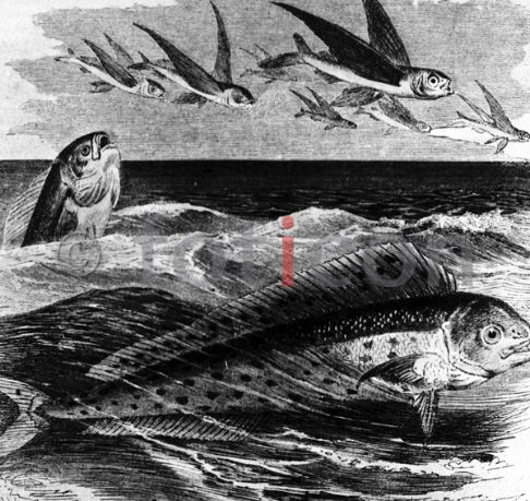 Fliegende Fische | Flying Fish - Foto foticon-600-simon-meer-363-031-sw.jpg | foticon.de - Bilddatenbank für Motive aus Geschichte und Kultur